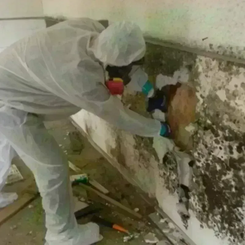 Mold Remediation and Removal in Saint Simon Mills, GA